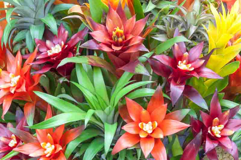 Bromeliad, Bromeliad Care, Bromeliad Plant, Bromeliads, Bromeliad flower