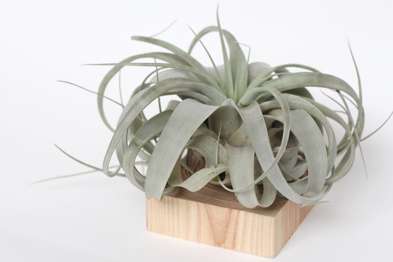 Air plants, Air Plant, Tillandsia, Terrarium, Houseplants