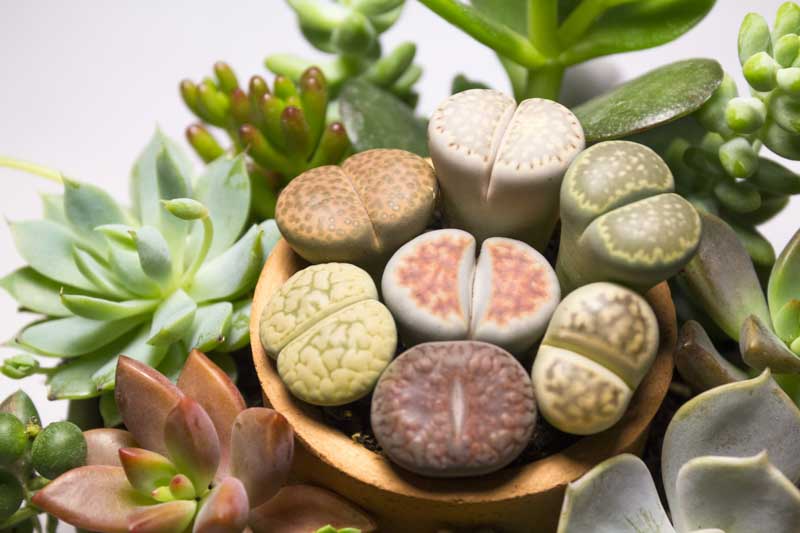 Living Stones, Lithops, Succulents, Terrarium