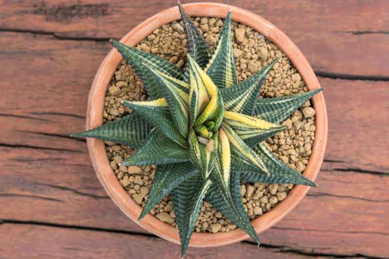 Haworthiopsis limifolia Variegata, Variegated Haworthia limifolia, Fairies Washboard, Fairy Washboard, File-leafed Haworthia, Swati Haworthia, Succulent, Houseplant