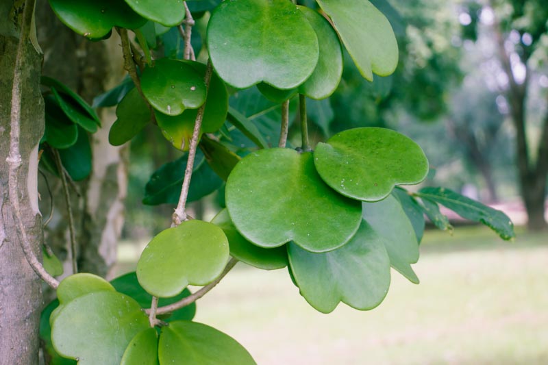 Hoya kerrii, Lucky Heart Plant, Sweetheart Hoya, Sweetheart Plant, Sweetheart Valentine Hoya, Valentine Hoya, Wax Hearts