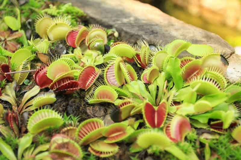 Venus Flytrap,Venus Fly Trap, Meadow Clams, Dionaea muscipula, Carnivorous Plant