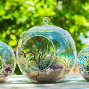 Terrarium, Terrarium Plants, Houseplant, Indoor plants