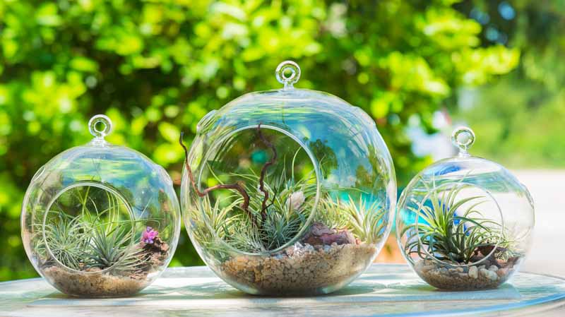 Terrarium, Terrarium Plants, Houseplant, Indoor plants