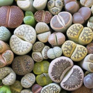 Living Stones, Lithops, Succulents, Terrarium