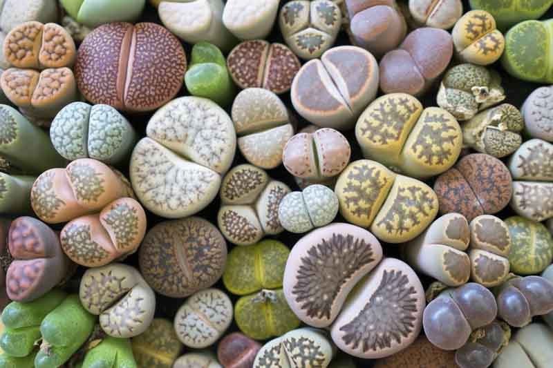 Living Stones, Lithops, Succulents, Terrarium