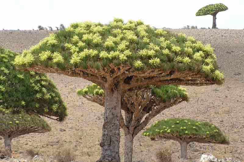 dragon blood tree, Dracaena cinnabari, Socotra dragon tree