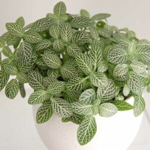 Jewel Plant, Mosaic Plant, Nerve Plant, Silver Nerve, Silver Nerve Plant, Fittonia albivenis, Houseplant