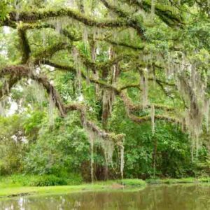 Spanish Moss, Florida moss, Hanging moss, New Orleans moss, southern moss, tree beard