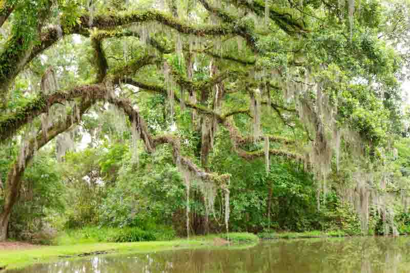 Spanish Moss, Florida moss, Hanging moss, New Orleans moss, southern moss, tree beard