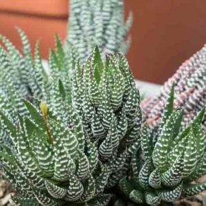 Haworthia reinwardtii, Reinwardt Haworthia, Succulent, Houseplant