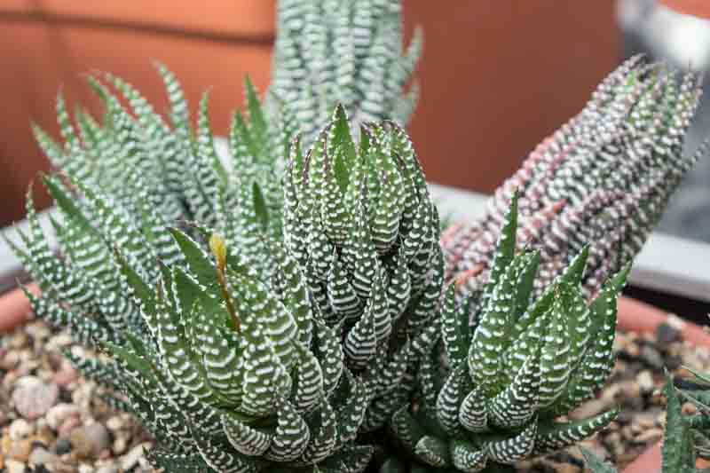 Haworthia reinwardtii, Reinwardt Haworthia, Succulent, Houseplant