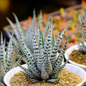 Haworthia attenuata, Zebra Haworthia, Zebra Plant, Succulent, Houseplant