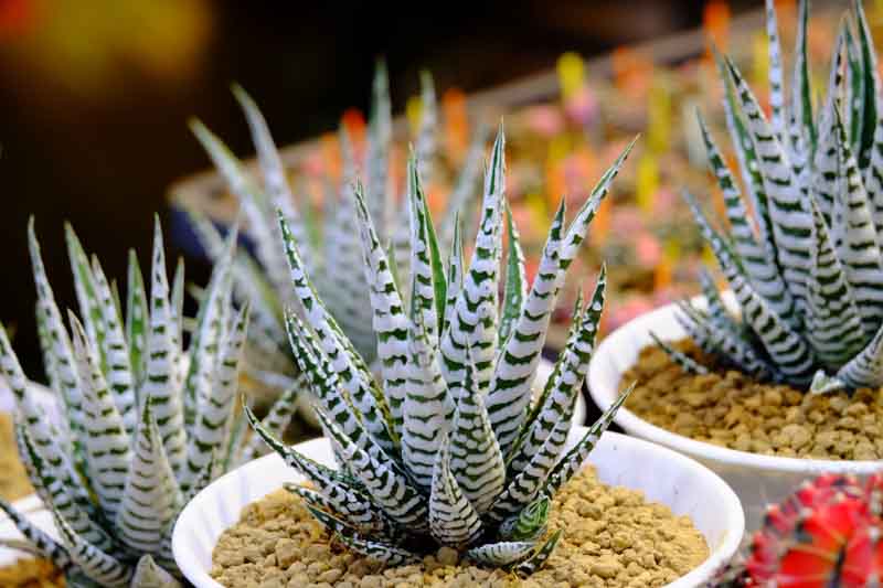 Haworthia attenuata, Zebra Haworthia, Zebra Plant, Succulent, Houseplant