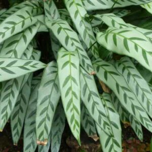 Calathea bachemiana, Houseplant, House Plant