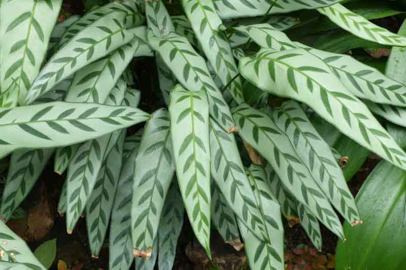 Calathea bachemiana, Houseplant, House Plant