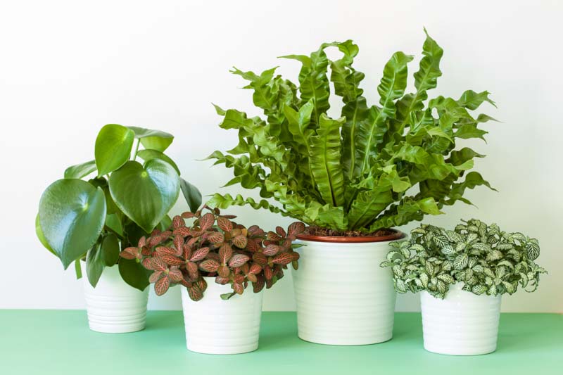 houseplants, Asplenium nidus, peperomia and fittonia in flowerpot