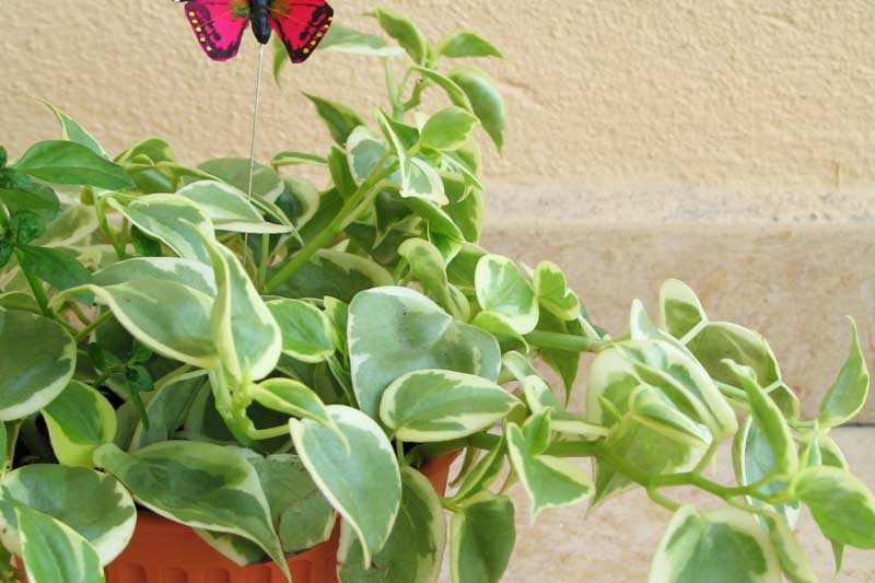 Cupid Peperomia, Variegated Cupid Peperomia, Peperomia scandens 'Variegata' Houseplant, House Plant