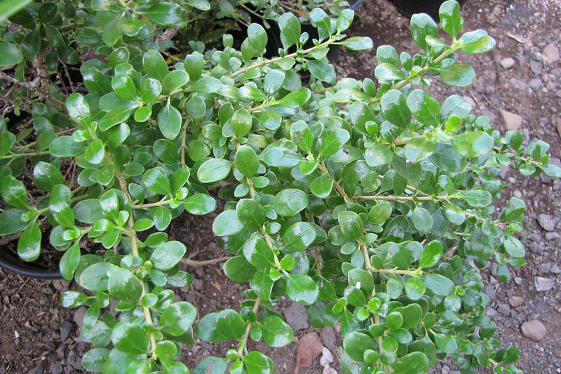 Coprosma repens, Mirror Plant, Looking Glass Plant, Evergreen Shrub