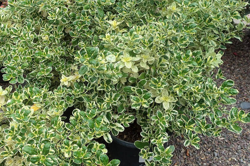 Coprosma repens Marble Queen, Marble Queen Mirror Plant , Marble Queen Looking Glass, Evergreen Shrub