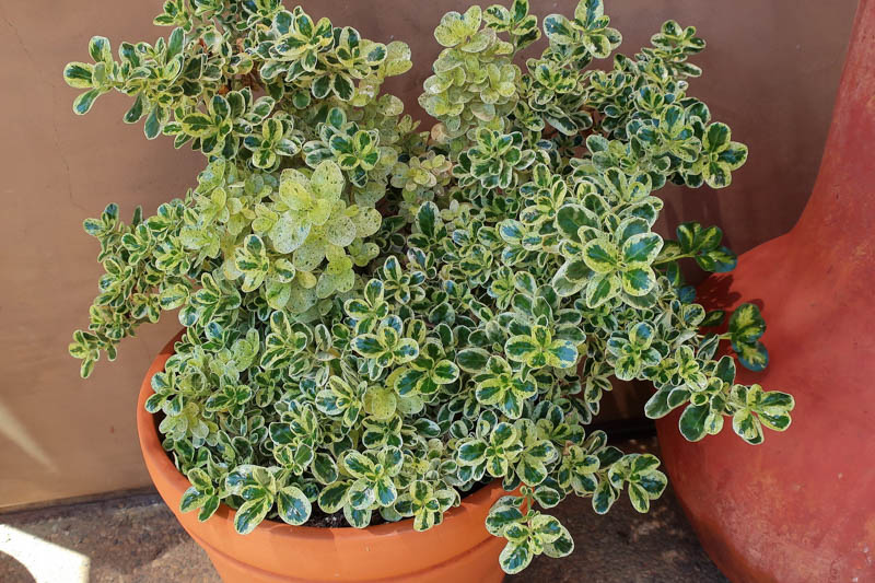 Coprosma repens Marble Queen, Marble Queen Mirror Plant , Marble Queen Looking Glass, Evergreen Shrub
