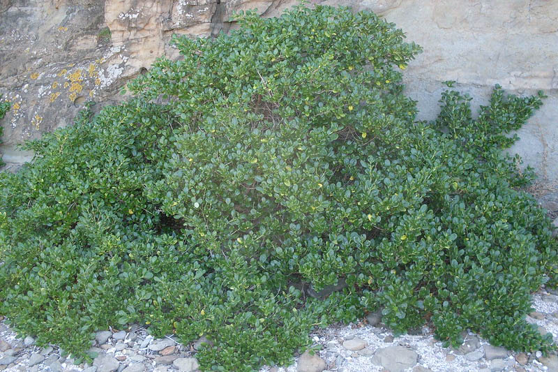 Coprosma repens, Mirror Plant, Looking Glass Plant, Evergreen Shrub