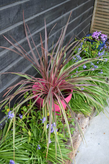 Cordyline Can Can, Cabbage Palm, Exotic Plant, Evergreen Shrubs