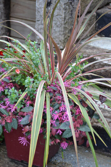 Cordyline Can Can, Cabbage Palm, Exotic Plant, Evergreen Shrubs