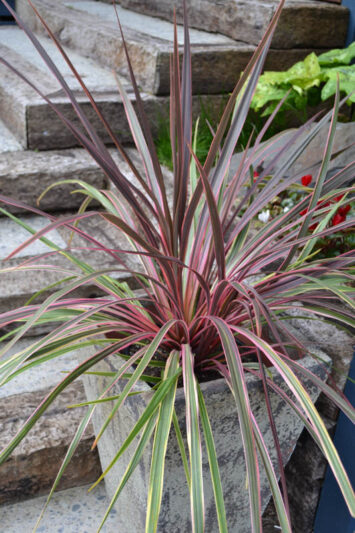 Cordyline Can Can, Cabbage Palm, Exotic Plant, Evergreen Shrubs