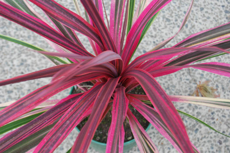 Cordyline Can Can, Cabbage Palm, Exotic Plant, Evergreen Shrubs