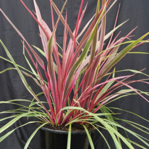 Cordyline Can Can, Cabbage Palm, Exotic Plant, Evergreen Shrubs
