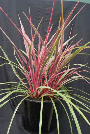 Cordyline Can Can, Cabbage Palm, Exotic Plant, Evergreen Shrubs