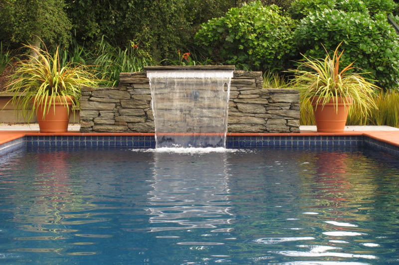 Cordyline Cha Cha, Cabbage Palm, Exotic Plant, Evergreen Shrubs