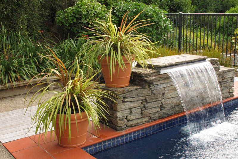 Cordyline Cha Cha, Cabbage Palm, Exotic Plant, Evergreen Shrubs