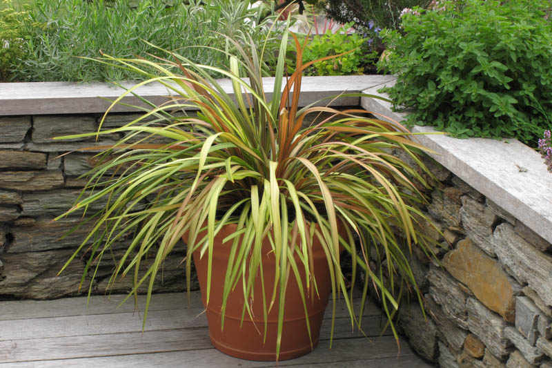 Cordyline Cha Cha, Cabbage Palm, Exotic Plant, Evergreen Shrubs