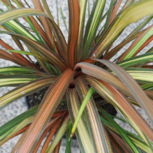 Cordyline Cha Cha, Cabbage Palm, Exotic Plant, Evergreen Shrubs