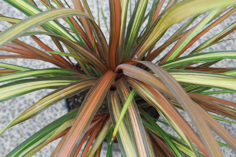 Cordyline Cha Cha, Cabbage Palm, Exotic Plant, Evergreen Shrubs