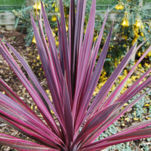 Cordyline Paso Doble, Cabbage Palm, Exotic Plant, Evergreen Shrubs