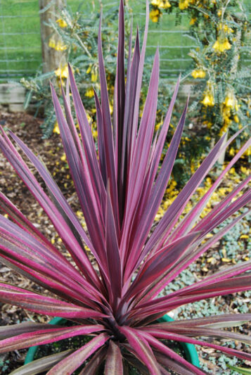 Cordyline Paso Doble, Cabbage Palm, Exotic Plant, Evergreen Shrubs