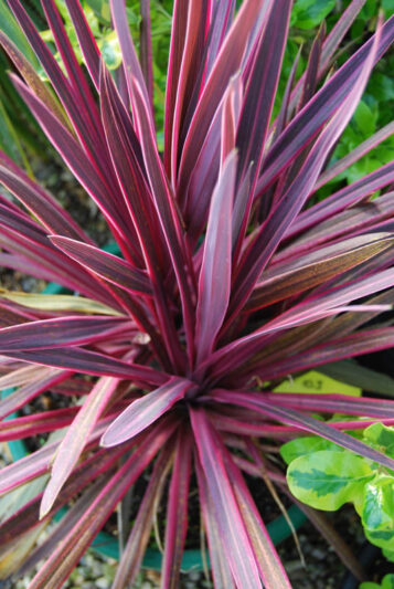 Cordyline Paso Doble, Cabbage Palm, Exotic Plant, Evergreen Shrubs
