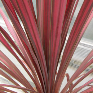 Cordyline Salsa, Cabbage Palm, Exotic Plant, Evergreen Shrubs