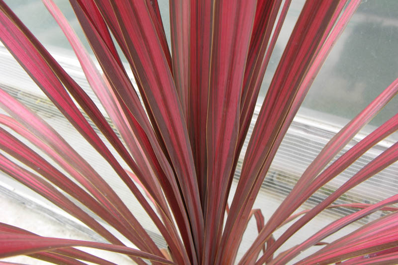 Cordyline Salsa, Cabbage Palm, Exotic Plant, Evergreen Shrubs