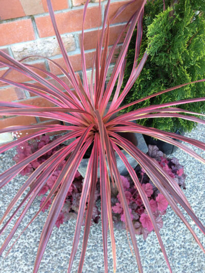 Cordyline Salsa, Cabbage Palm, Exotic Plant, Evergreen Shrubs