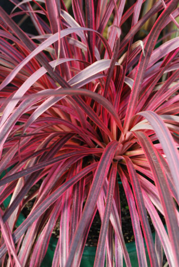 Cordyline Salsa, Cabbage Palm, Exotic Plant, Evergreen Shrubs