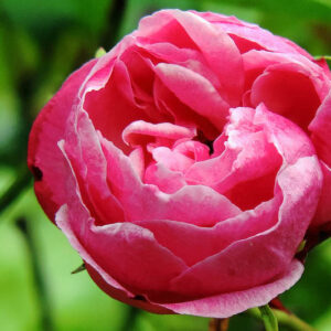 Rosa chinensis 'Old Blush', Chinese Rose, Pink Rose