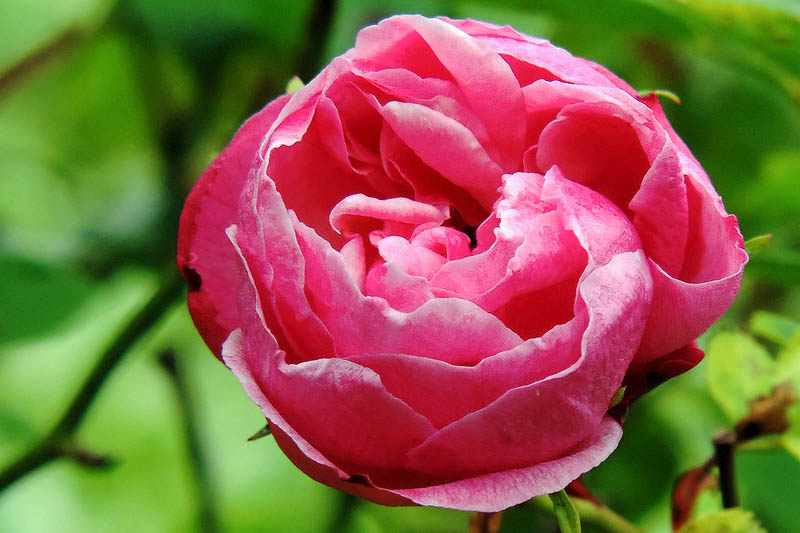 Rosa chinensis 'Old Blush', Chinese Rose, Pink Rose