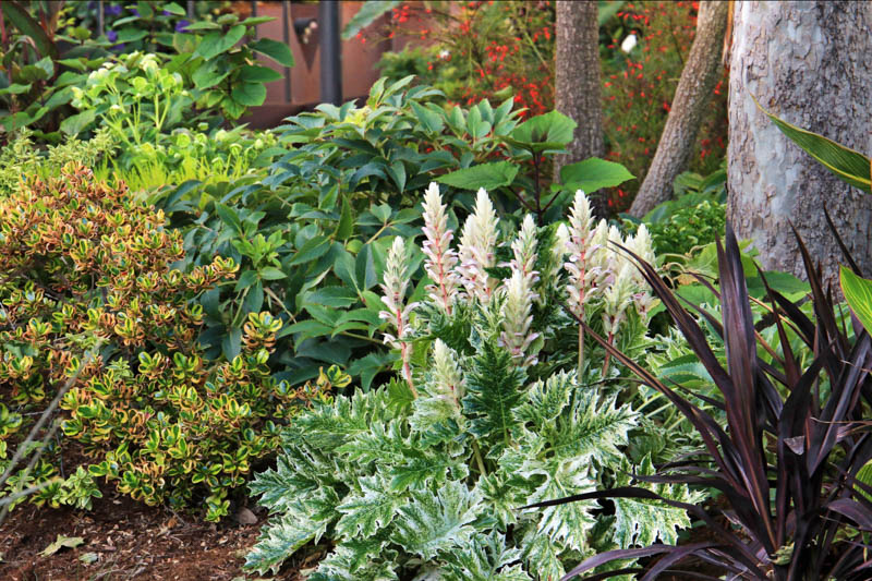 Coprosma repens, Mirror Plant, Looking Glass Plant, Evergreen Shrub