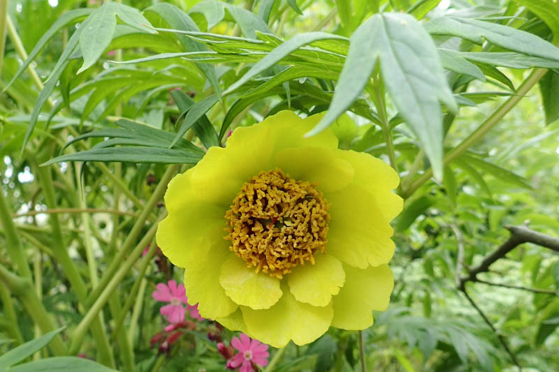 Yellow Tree Peony, Paeonia delavayi var. lutea, Paeonia lutea, Tree Peony, Yellow Peony