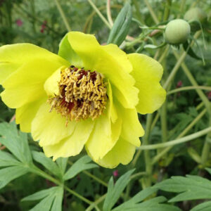 Yellow Tree Peony, Paeonia delavayi var. lutea, Paeonia lutea, Tree Peony, Yellow Peony