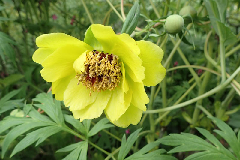 Yellow Tree Peony, Paeonia delavayi var. lutea, Paeonia lutea, Tree Peony, Yellow Peony